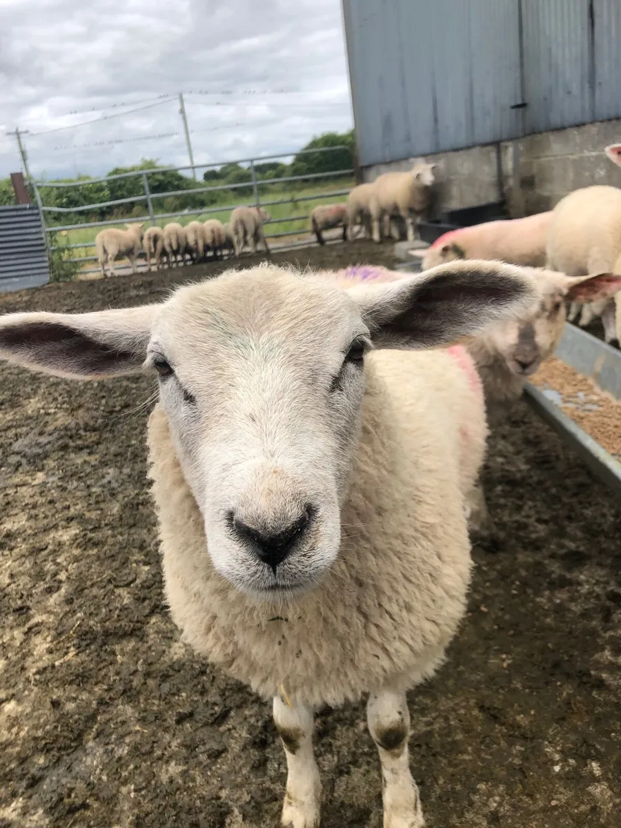 Wanted ram lambs - Image 4