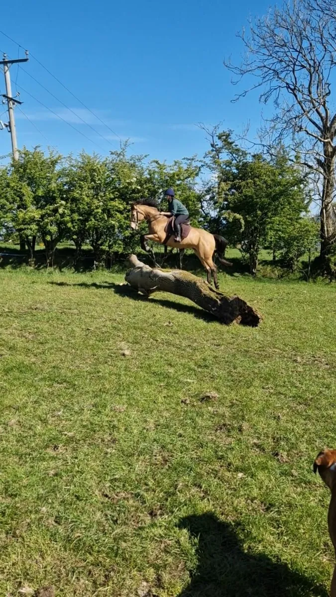 Super all round prospect - Image 1