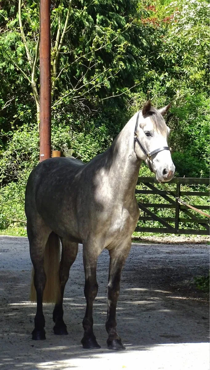Connemara gelding - Image 1