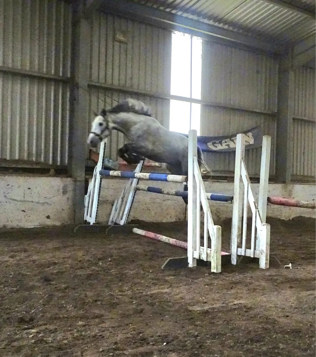 Connemara gelding - Image 2