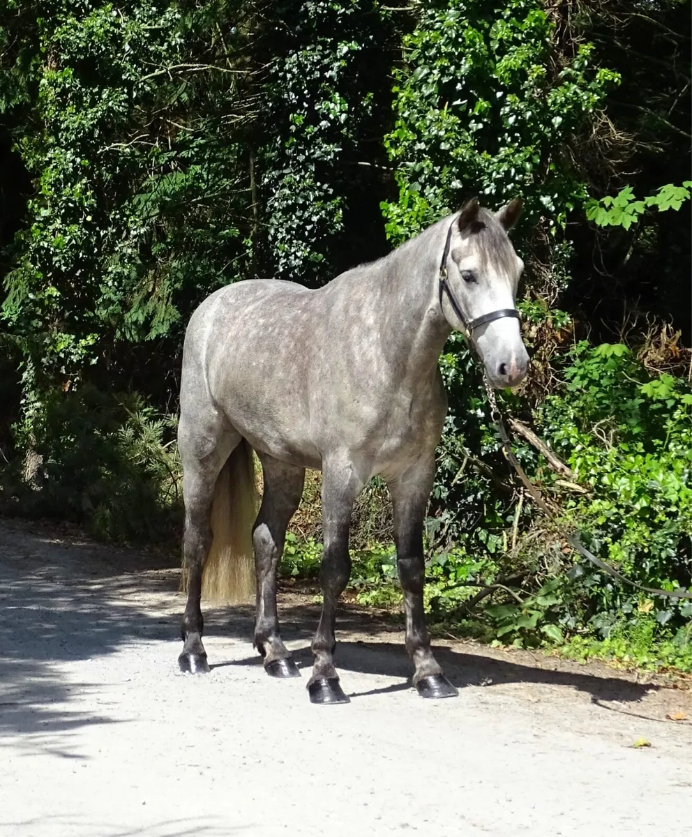 Connemara gelding - Image 3
