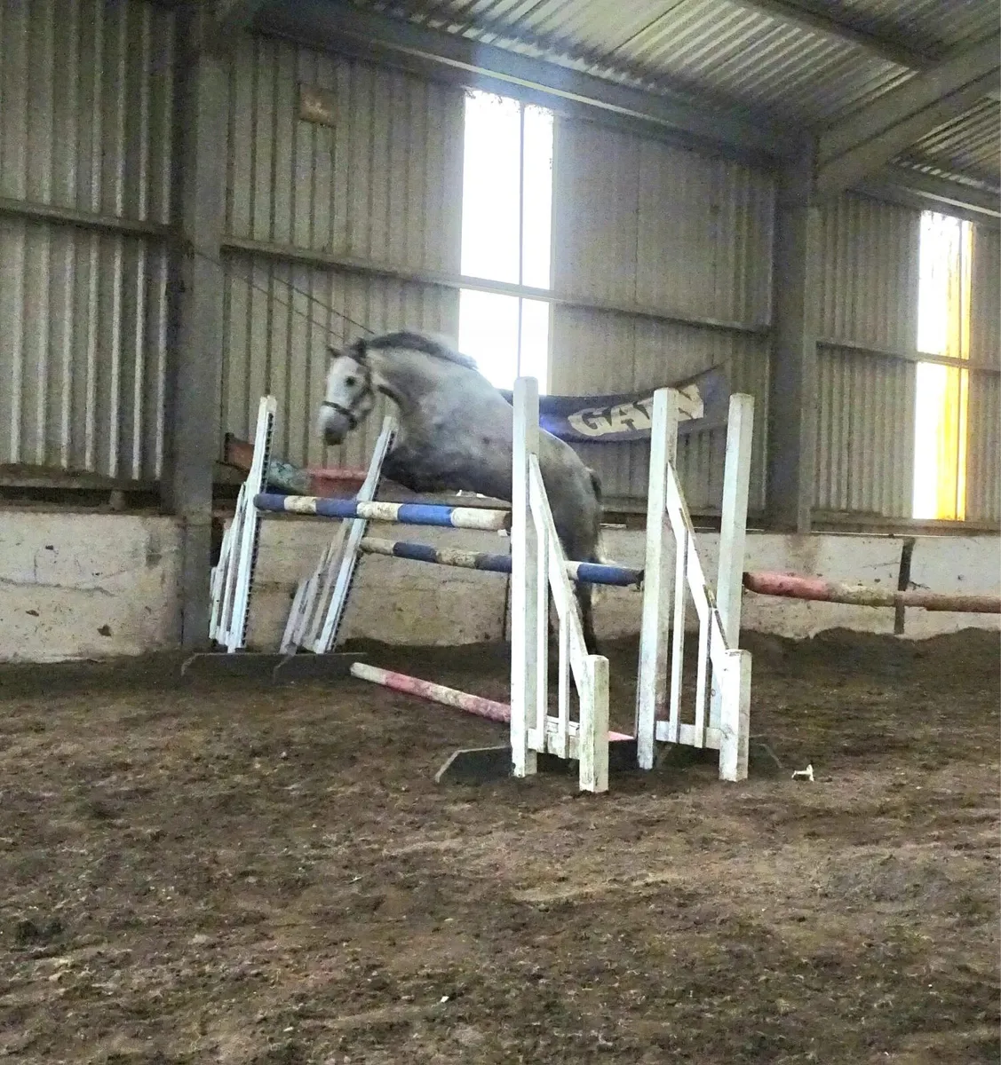 Connemara gelding - Image 4
