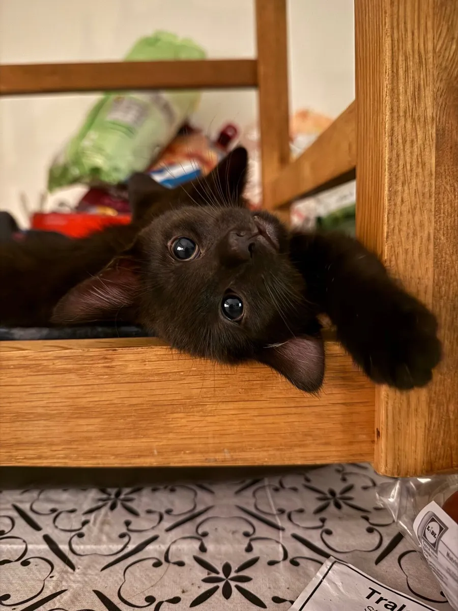 Four Kittens for free - Image 1