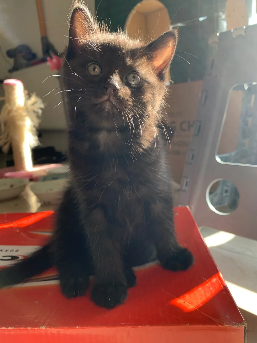 Four Kittens for free - Image 2