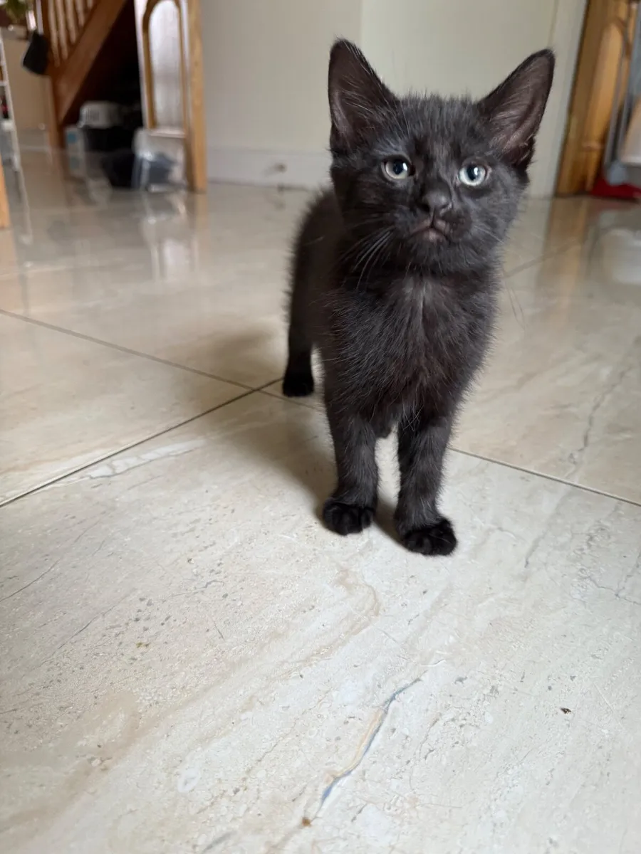 Four Kittens for free - Image 4