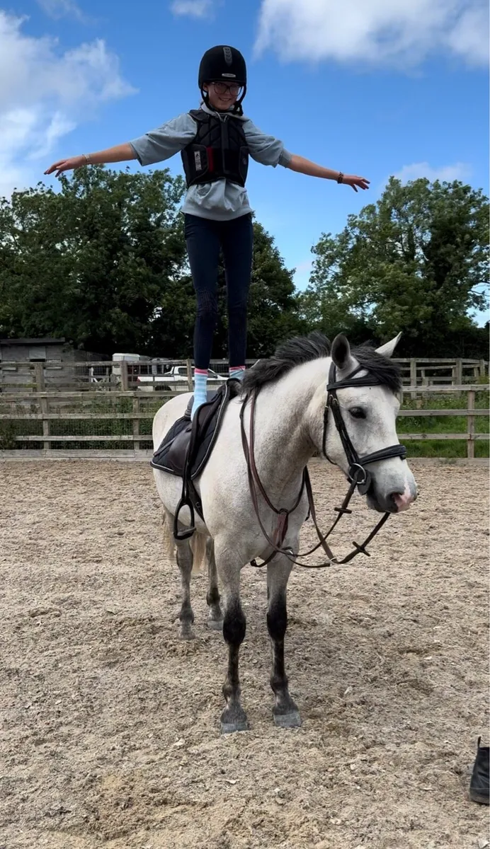 FULL CONNEMARA GELDING - Image 2