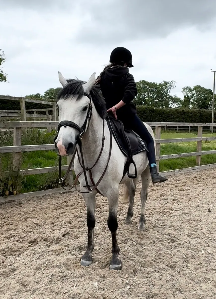 FULL CONNEMARA GELDING - Image 3