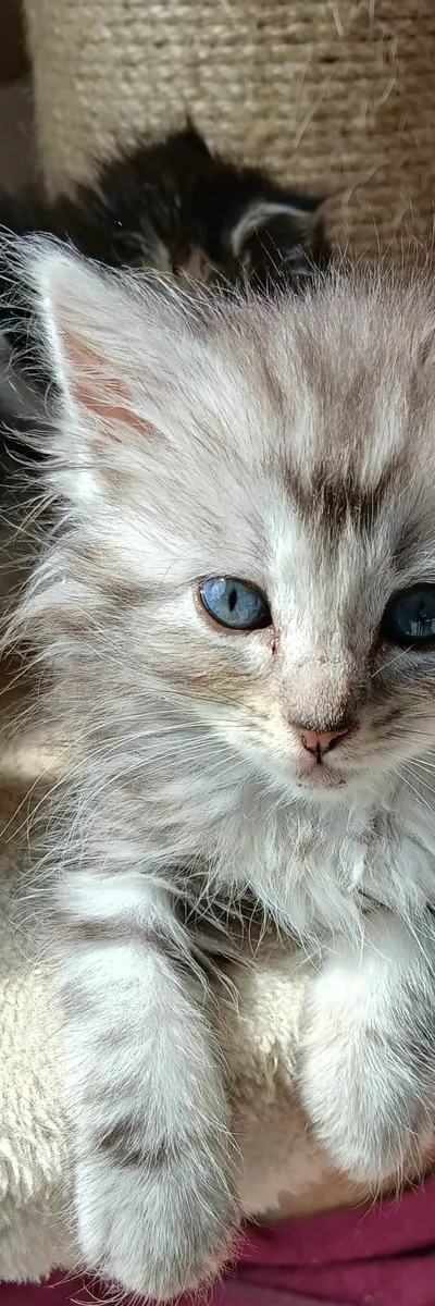 Mainecoon/ ragdoll - Image 2