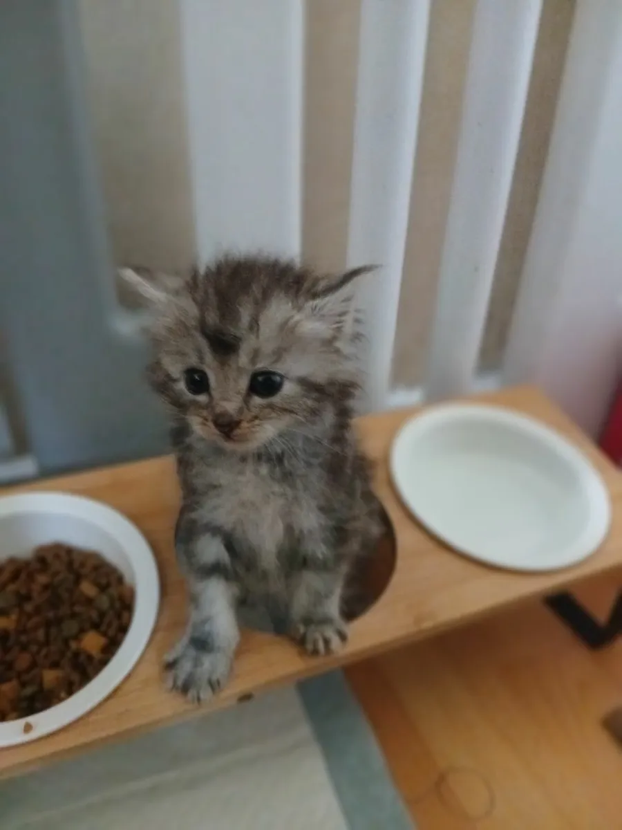 Mainecoon/ ragdoll - Image 3