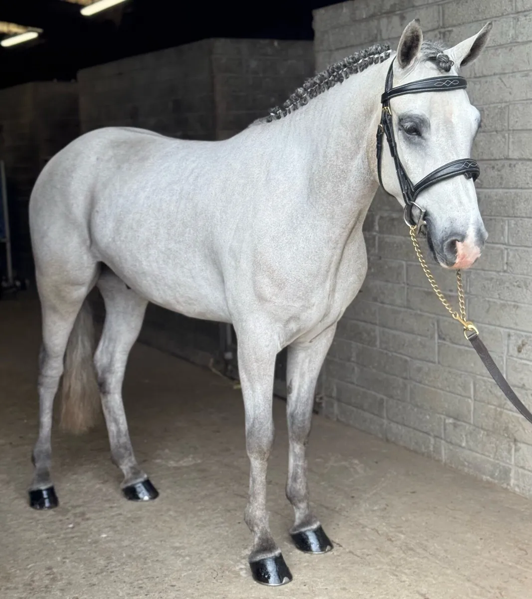 FULL CONNEMARA GELDING - Image 4