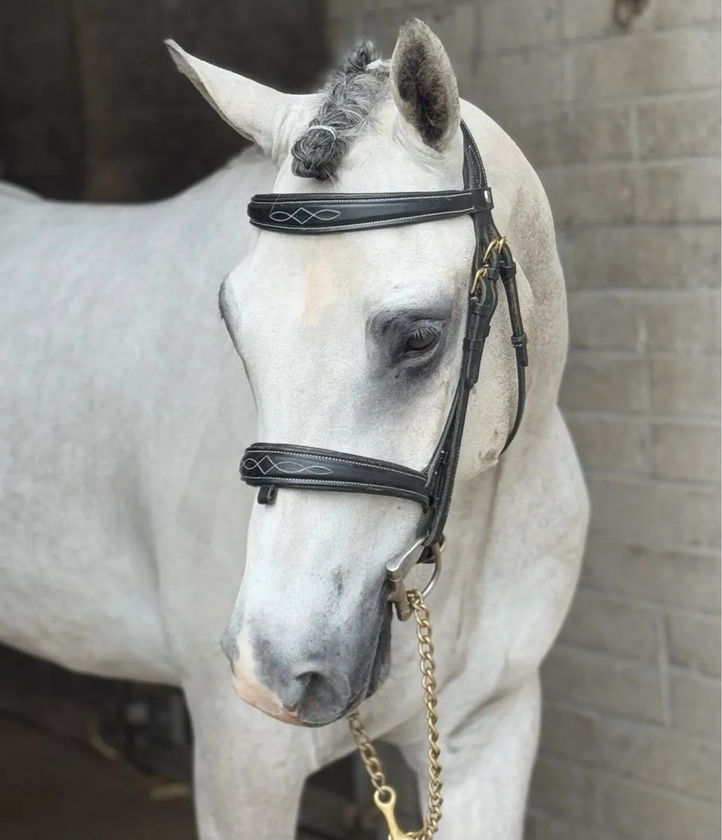 FULL CONNEMARA GELDING - Image 1