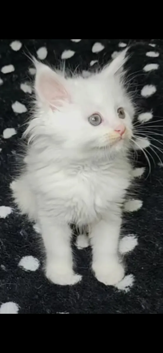 Mainecoon/ ragdoll - Image 1