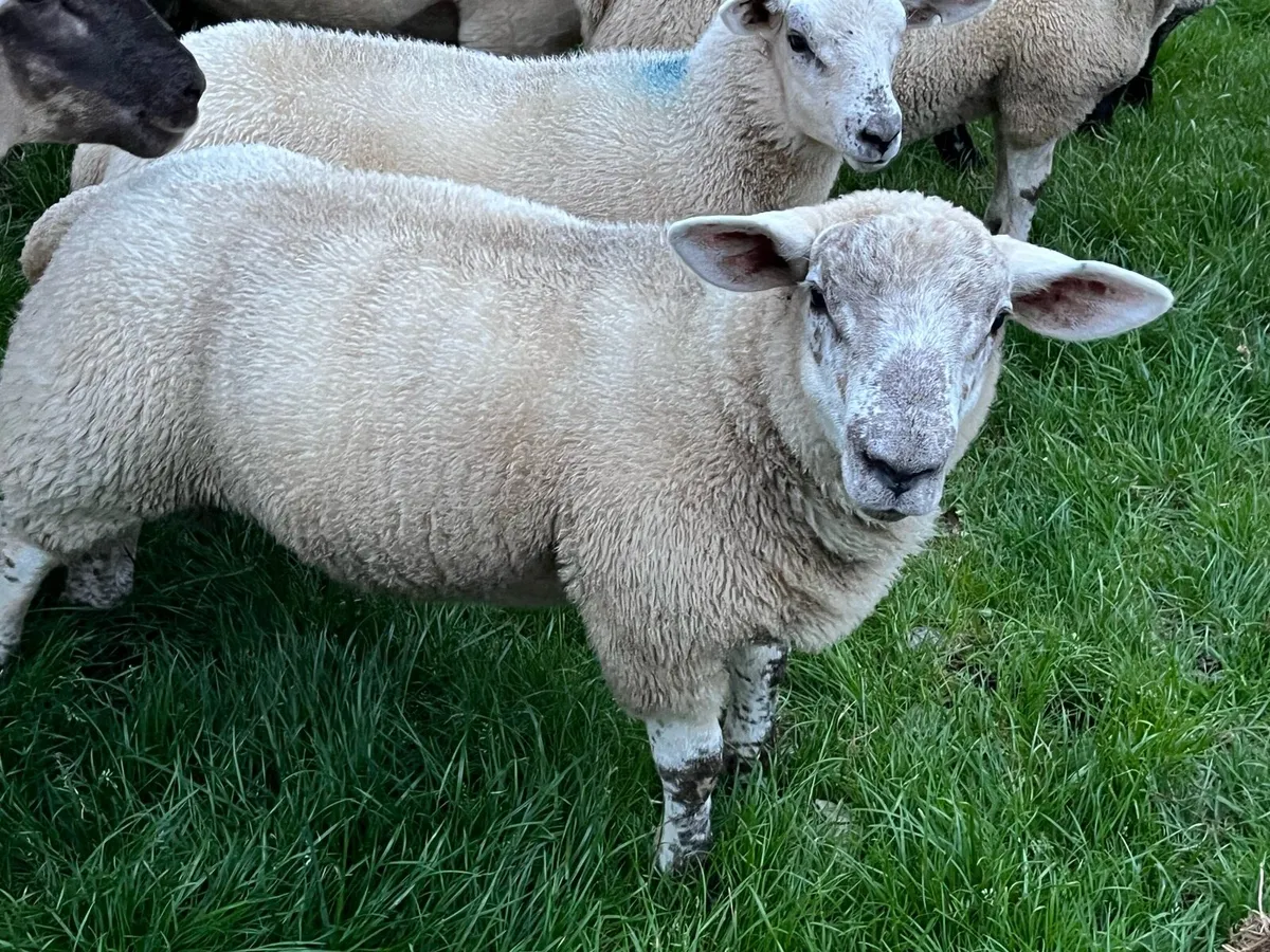 Ram lambs wanted - Image 1