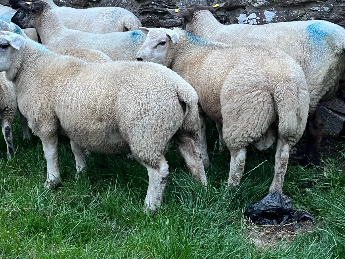 Ram lambs wanted - Image 2