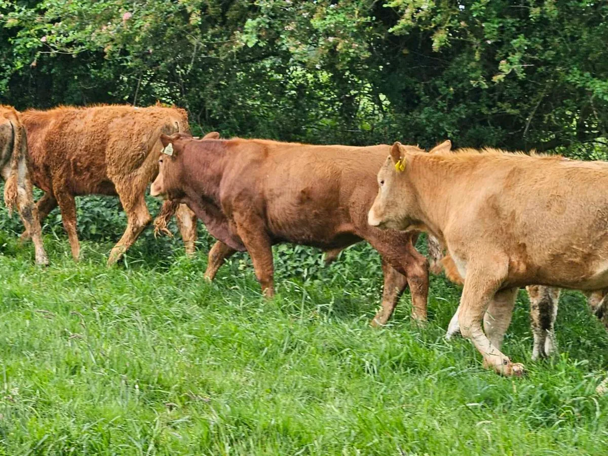 15 smashing limousine bullocks for sale - Image 3