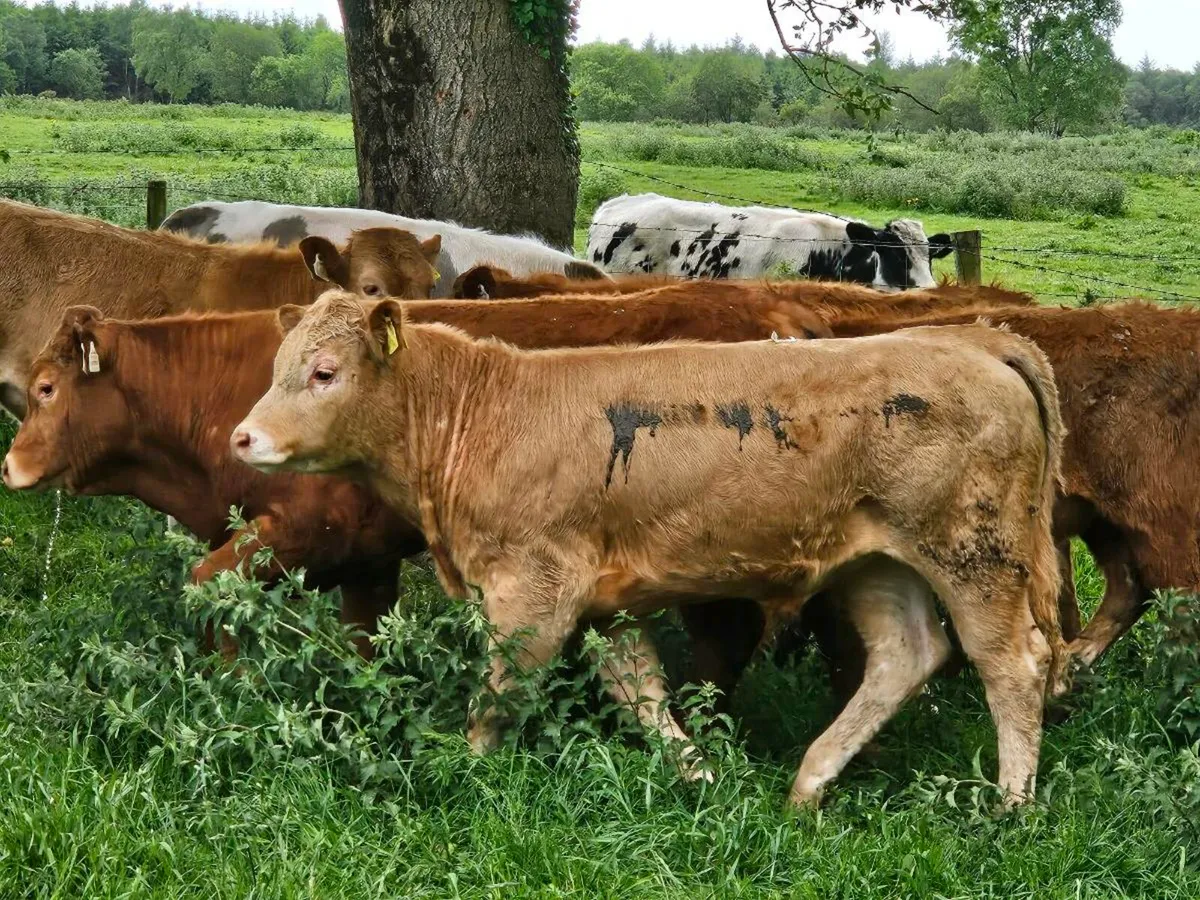 15 smashing limousine bullocks for sale - Image 1