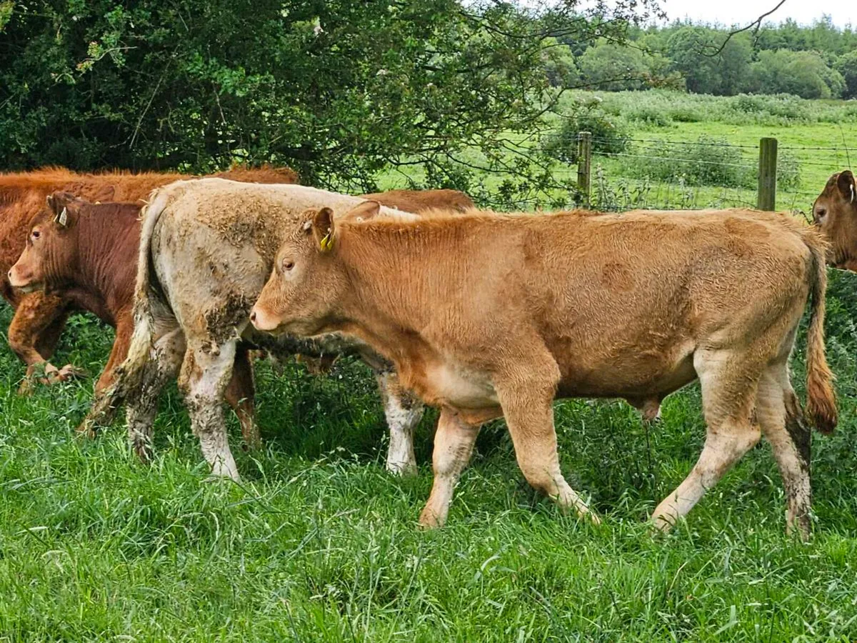 15 smashing limousine bullocks for sale - Image 4
