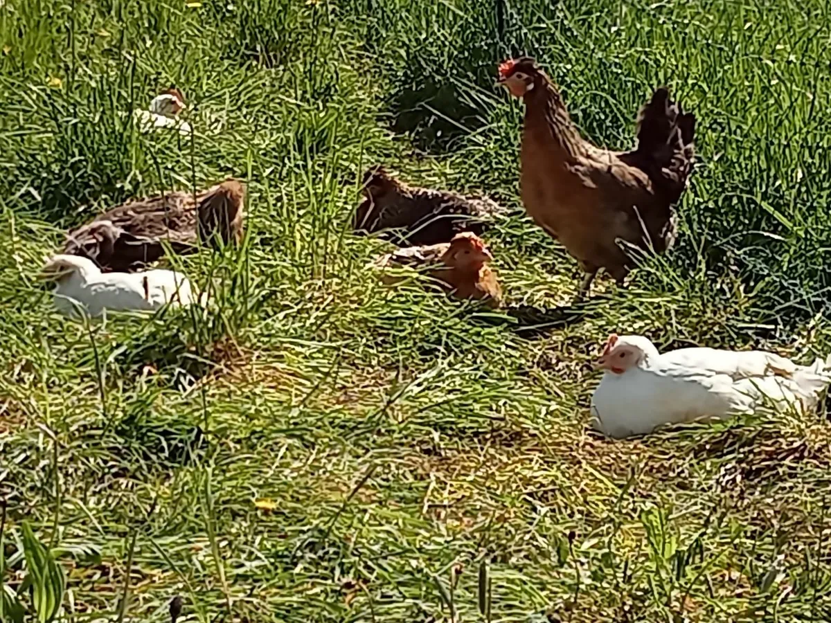 Hens - Image 1