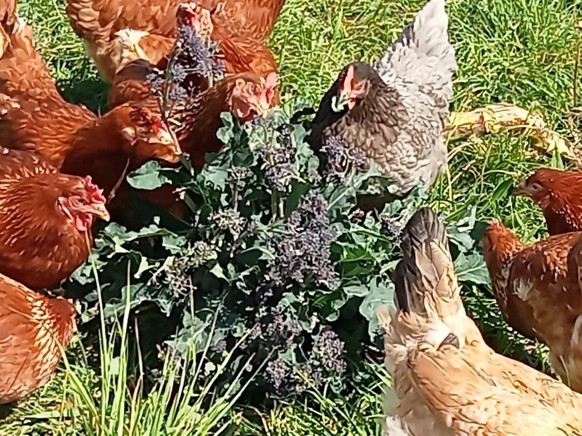 Hens - Image 2