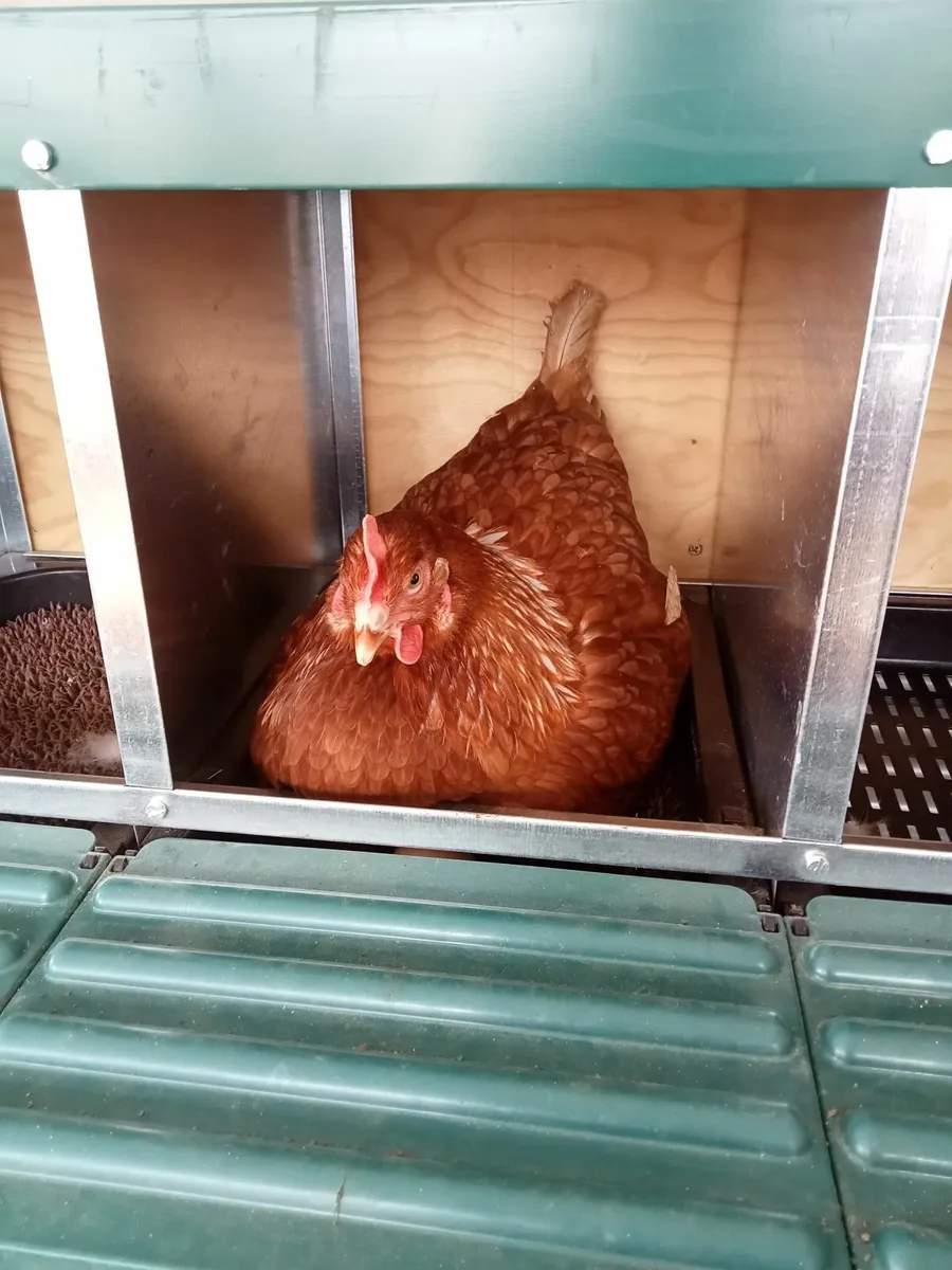Hens - Image 3