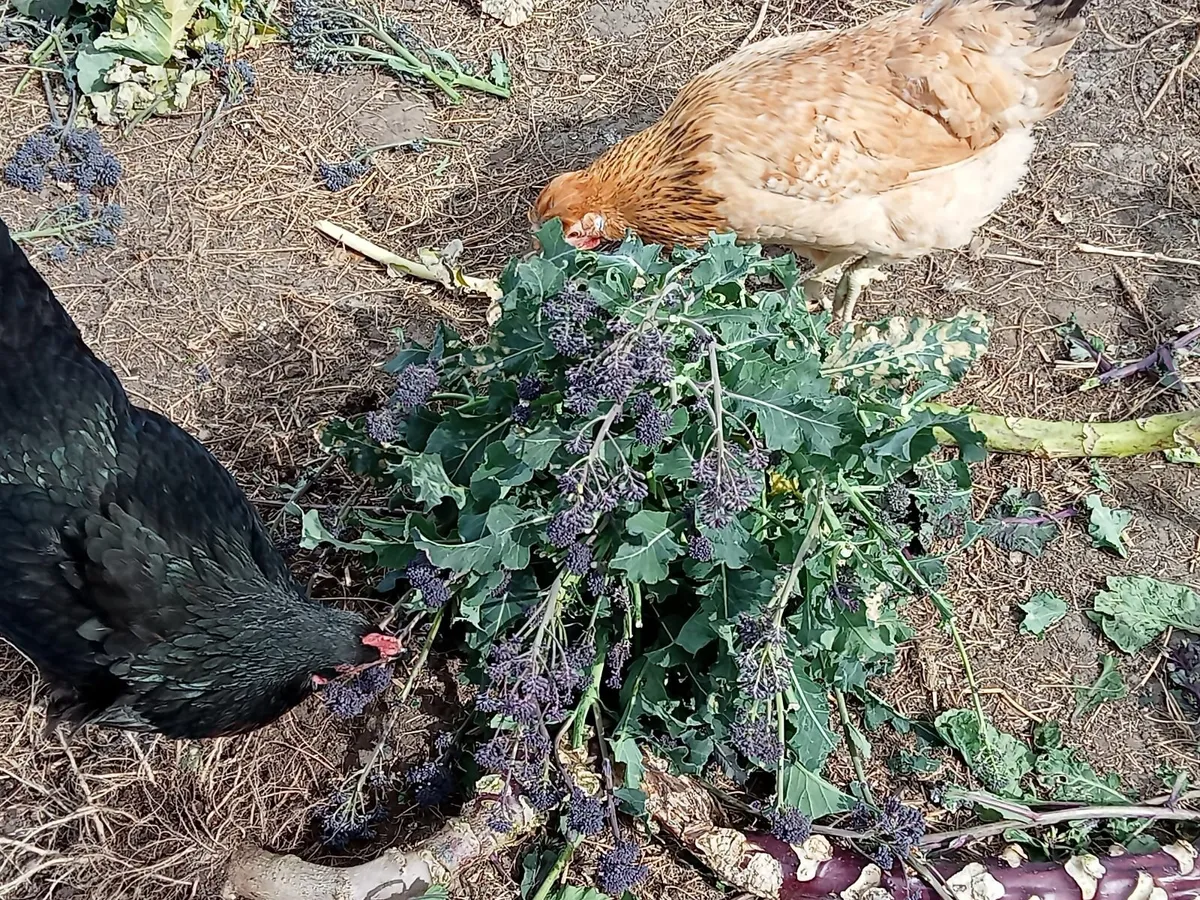 Hens - Image 4