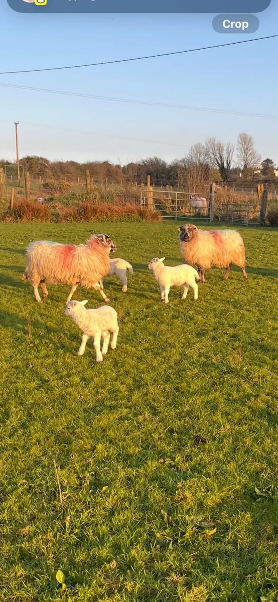 ENNIS MART TODAY ewes and lambs - Image 1