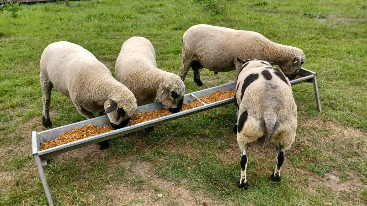 Hampshire Down and Dutch Spotted shearling rams - Image 1