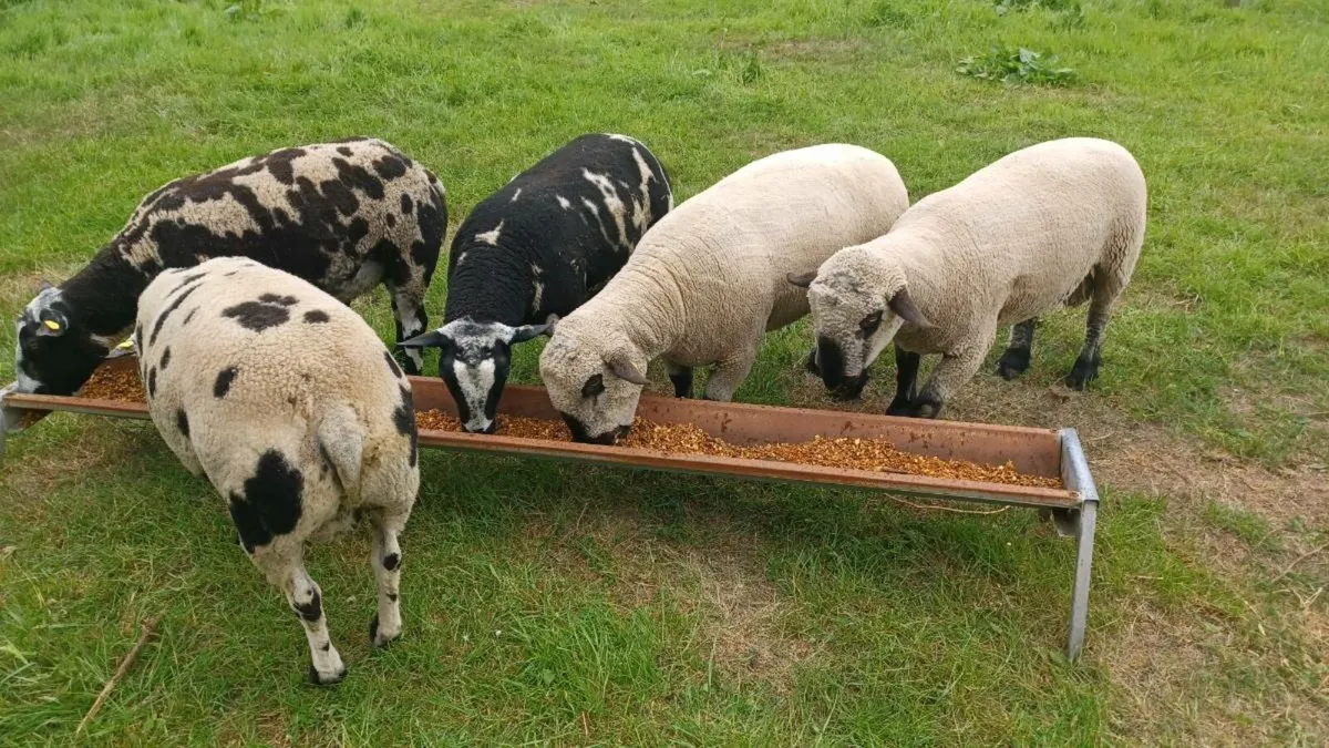 Hampshire Down and Dutch Spotted shearling rams - Image 2