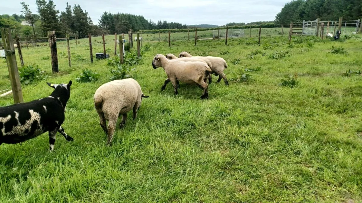 Hampshire Down and Dutch Spotted shearling rams - Image 3