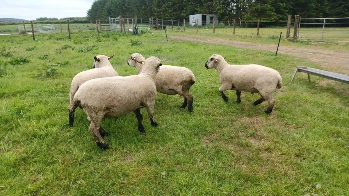 Hampshire Down and Dutch Spotted shearling rams - Image 4