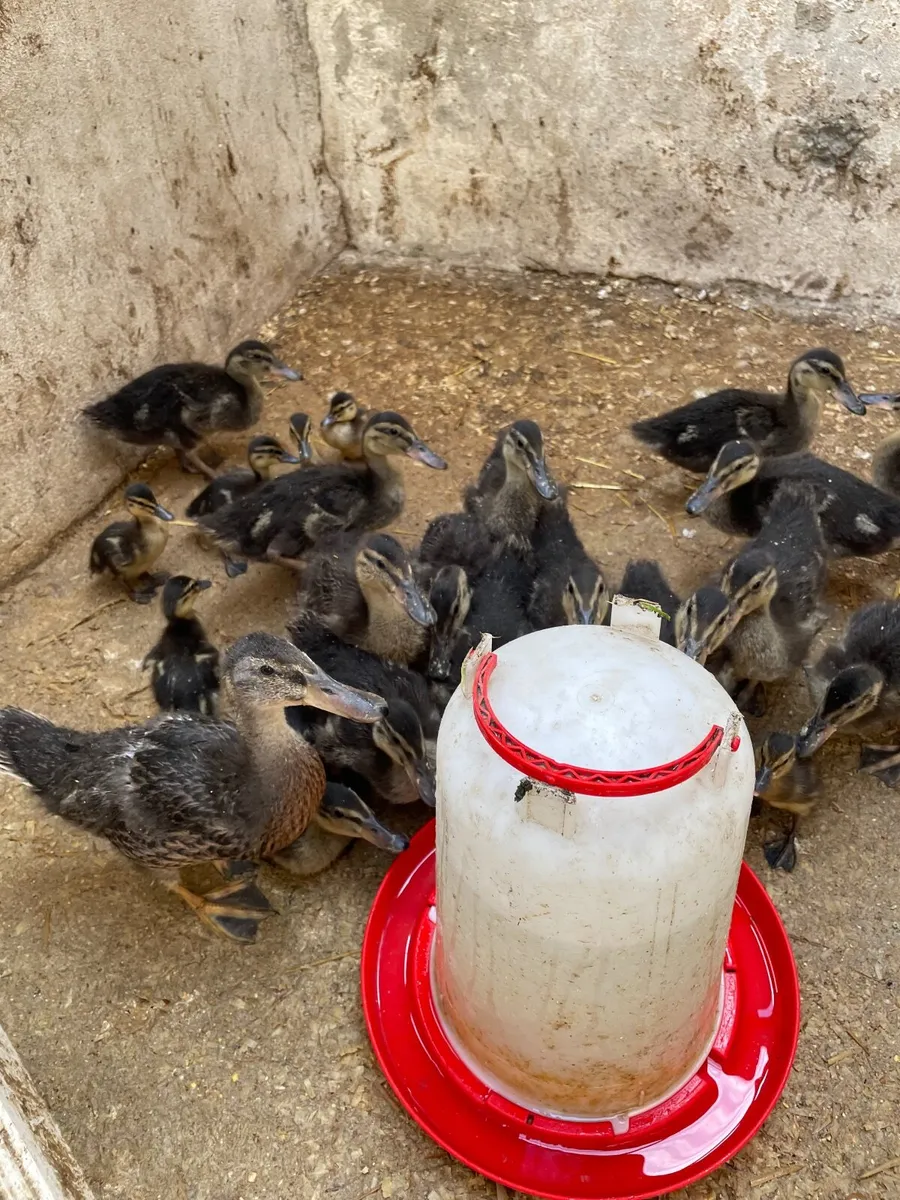 Ducklings - Image 1