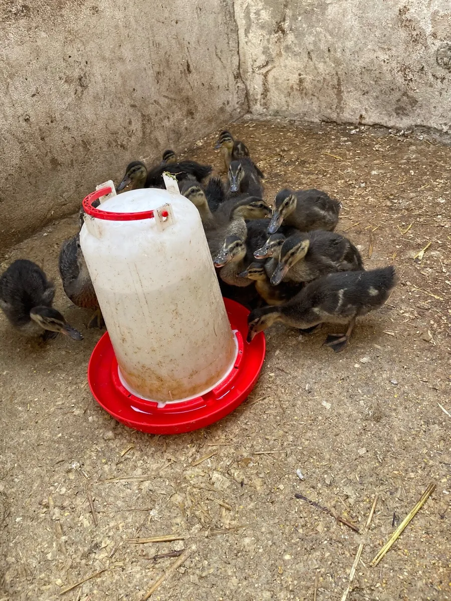 Ducklings - Image 4