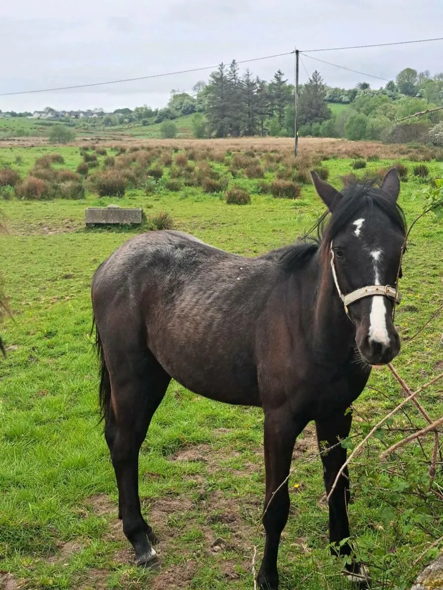 Yearling foals - Image 2