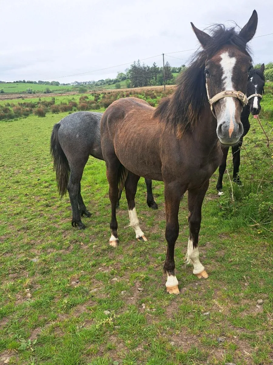Yearling foals - Image 3