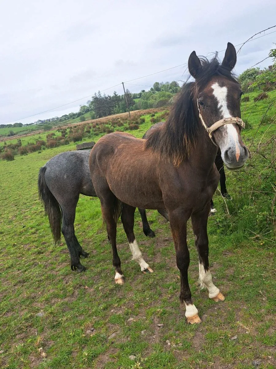 Yearling foals - Image 4