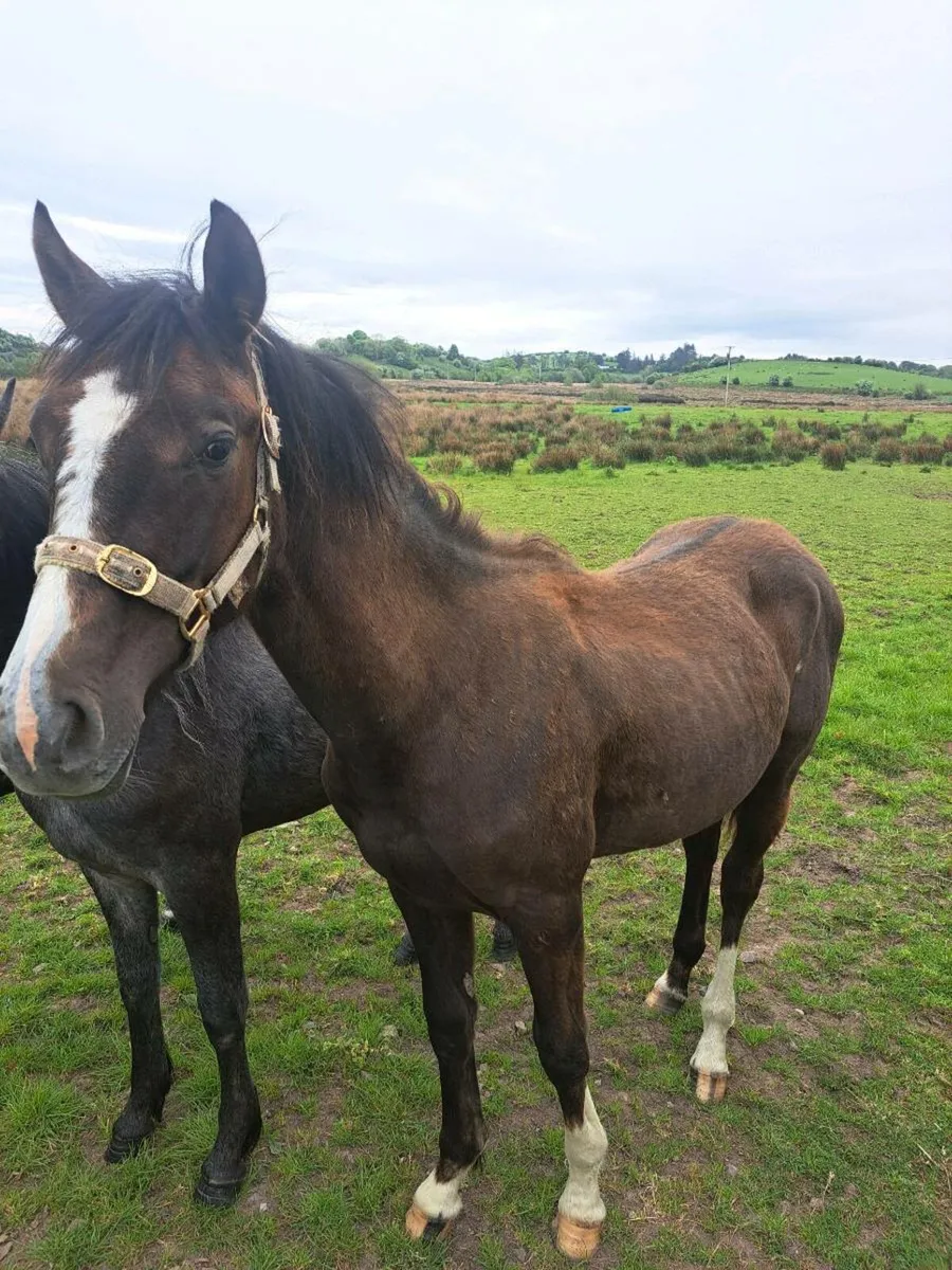 Yearling foals - Image 1