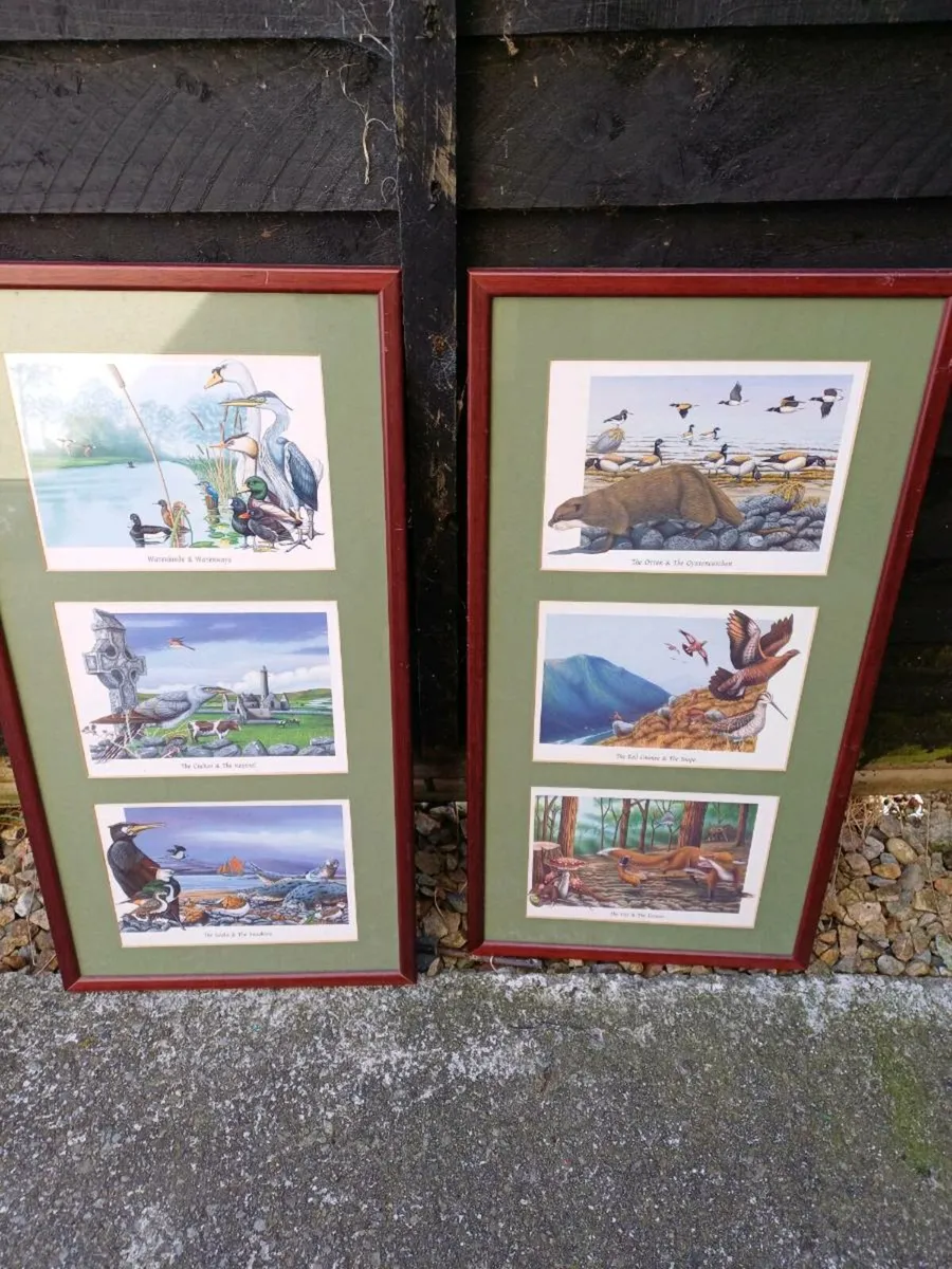 Vintage Irish Wildlife Pictures - Image 2