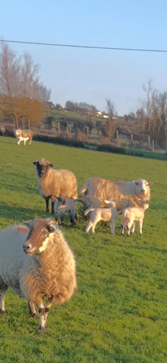ENNIS MART TODAY ewes and lambs - Image 3