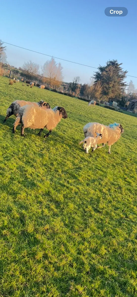 ENNIS MART TODAY ewes and lambs - Image 4