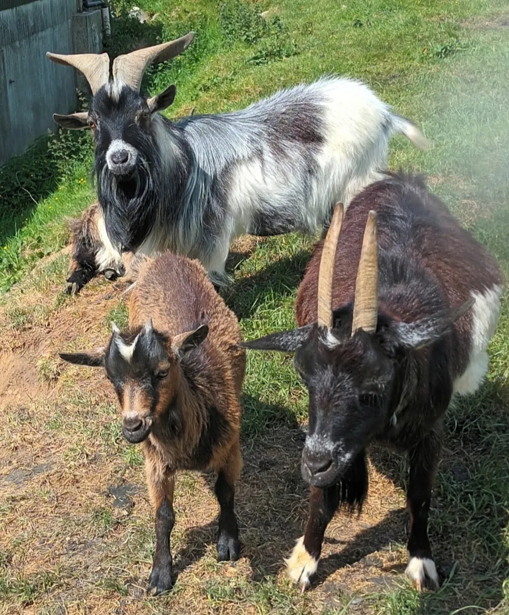 Female pygmy kid - Image 1