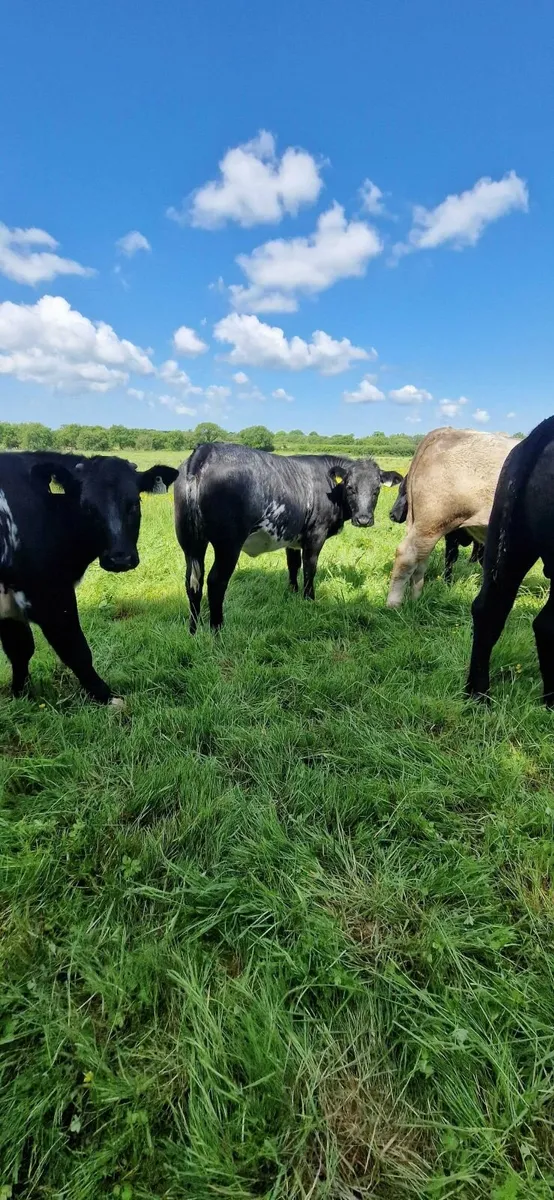 Pen 109 Ennis mart (5+4 star) AI bred Heifers - Image 2