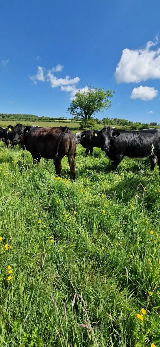 Pen 109 Ennis mart (5+4 star) AI bred Heifers - Image 1