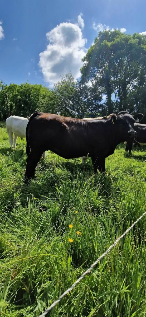 Pen 109 Ennis mart (5+4 star) AI bred Heifers - Image 3