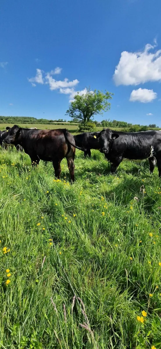 Pen 109 Ennis mart (5+4 star) AI bred Heifers - Image 4