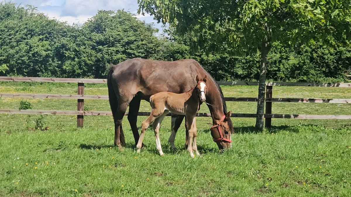 Mare with Foal at Foot - Image 1