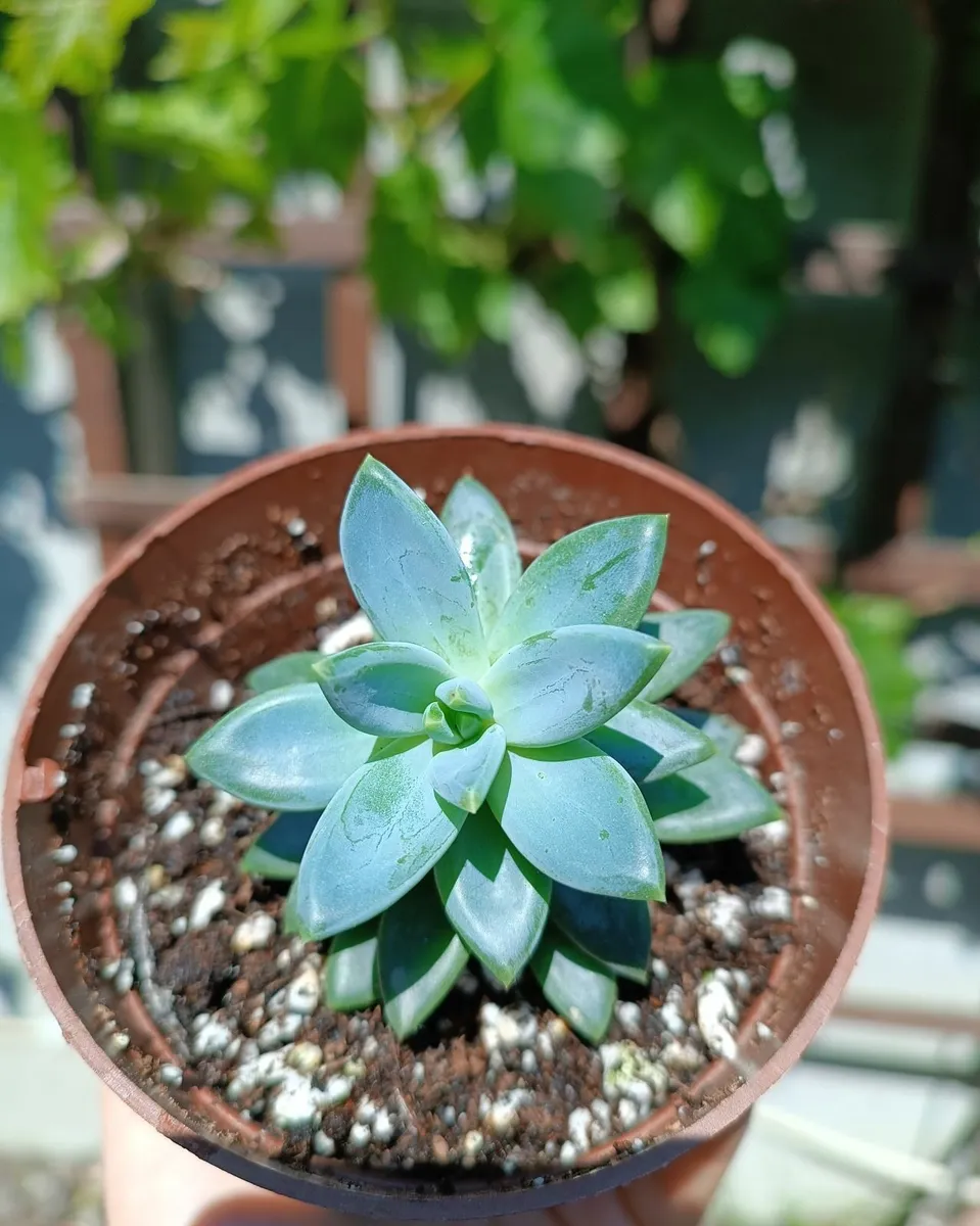 PACHYPHYTUM PLANT - Image 2