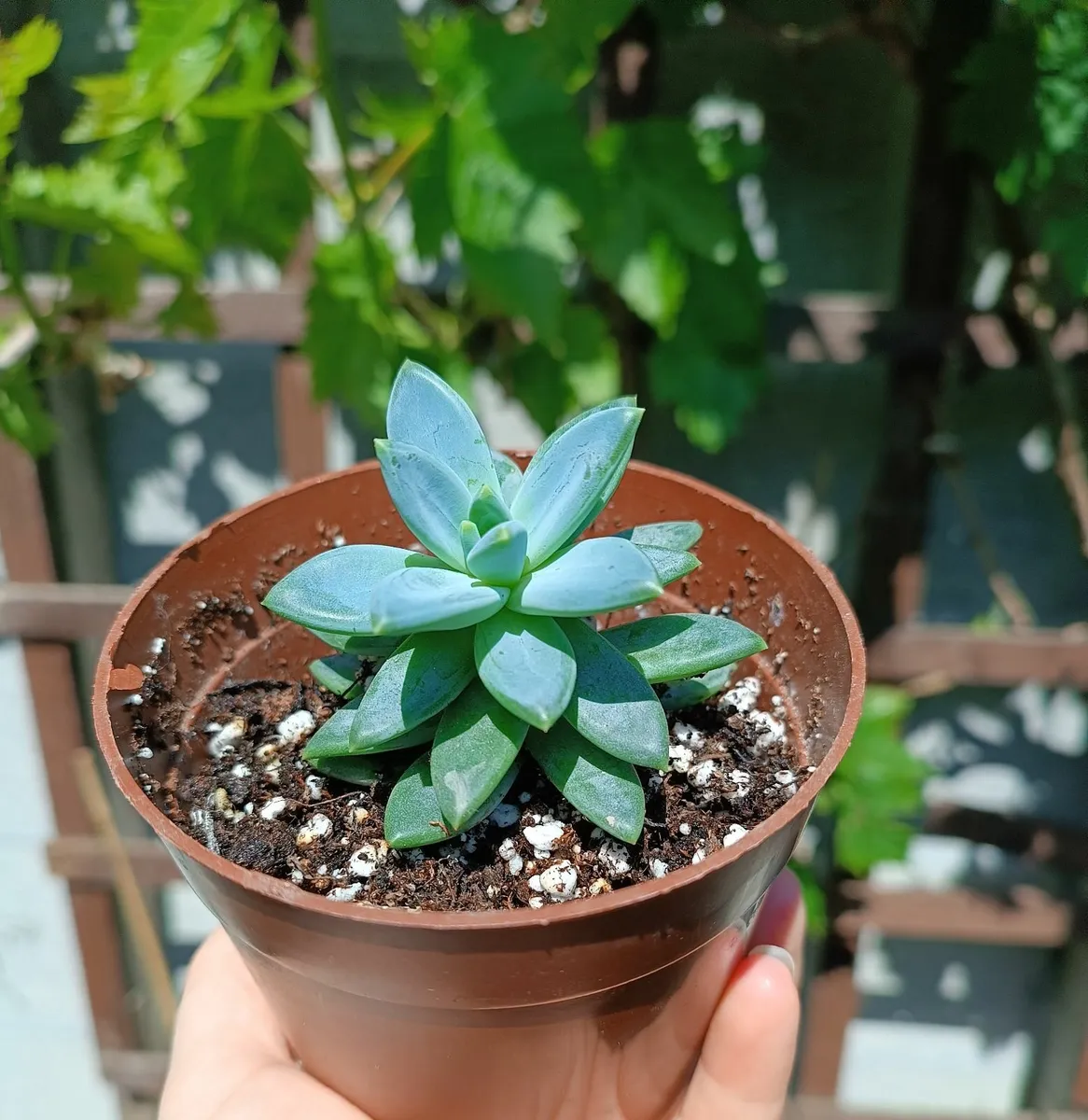 PACHYPHYTUM PLANT - Image 1