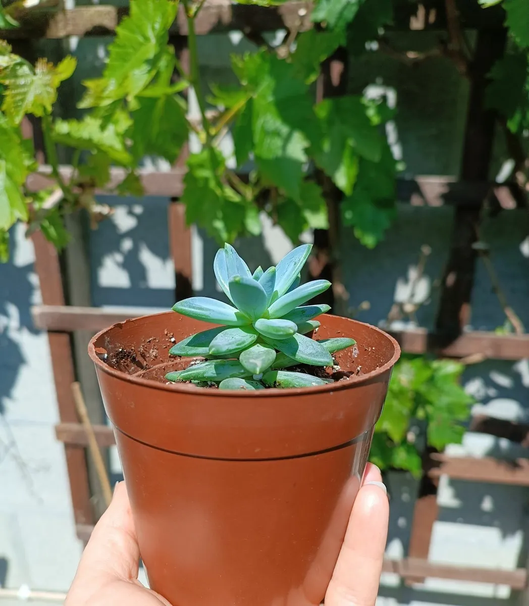 PACHYPHYTUM PLANT - Image 3