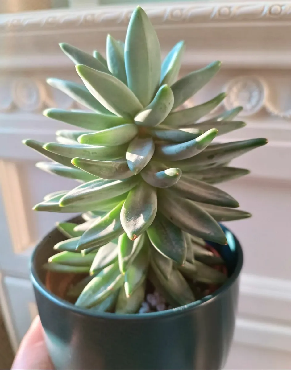 PACHYPHYTUM PLANT - Image 4