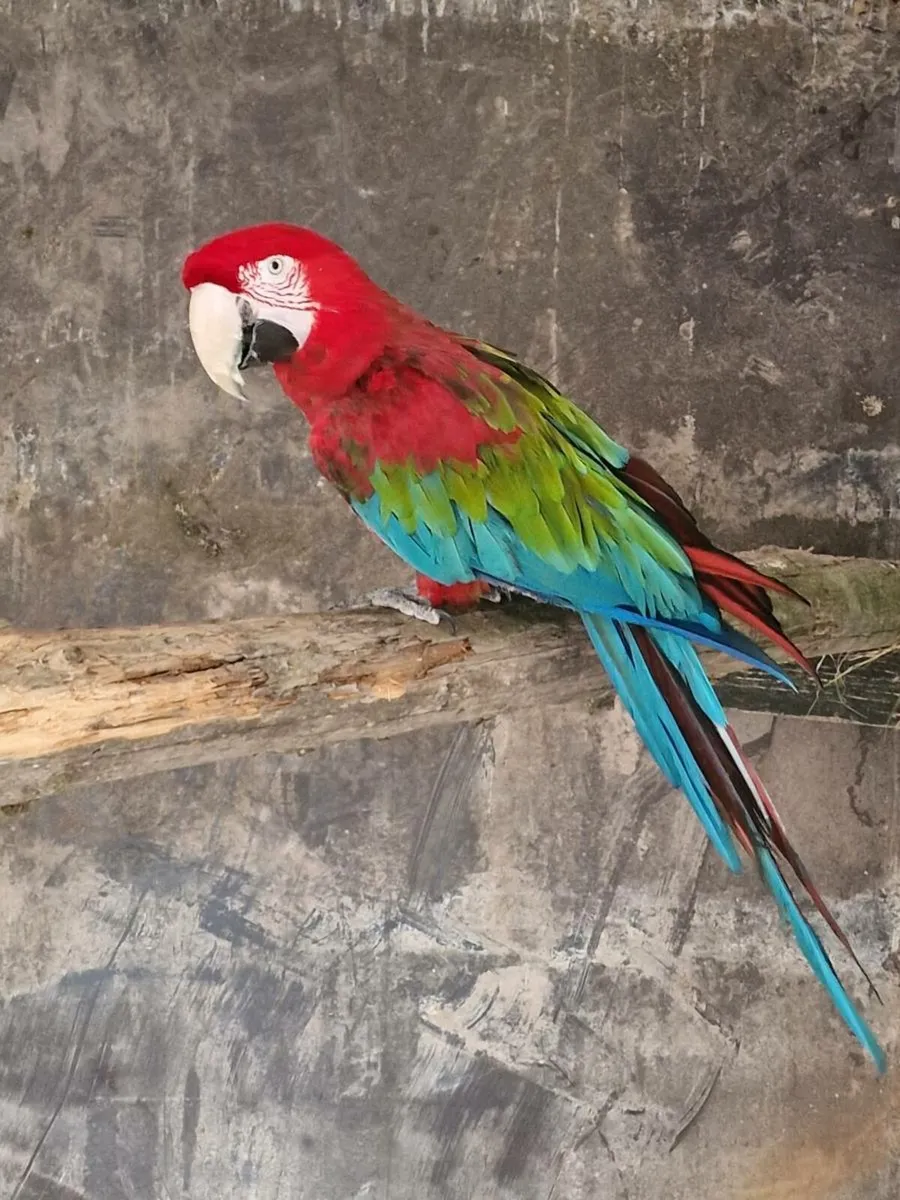 Macaw & Umbrella Cockatoo & Gallah - Image 1